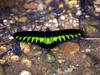 Rajah Brook's Birdwing (Trogonoptera brookiana)