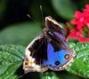 Blue Pansy (Precis orithya)