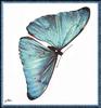 Unidentified Blue Butterfly