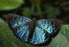 Unidentified Blue Butterfly