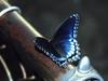 Unidentified Blue Butterfly