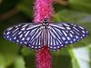 Unidentified Blue Butterfly