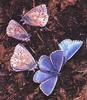 Unidentified Blue Butterfly