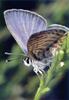 Nabokov's Blue Butterfly (Pseudolucia sp.)