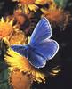 Common Blue Butterfly (Polyommatus icarus)