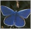 Idas Blue Butterfly (Plebejus idas)