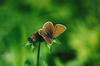 Mazarine Blue Butterfly (Cyaniris semiargus)