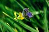 Mazarine Blue Butterfly (Cyaniris semiargus)