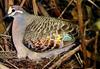 Common Bronzewing (Phaps chalcoptera)