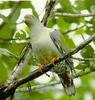 African Green Pigeon (Treron calva)