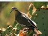 White-winged Dove (Zenaida asiatica)