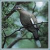 White-winged Dove (Zenaida asiatica)