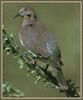 White-winged Dove (Zenaida asiatica)