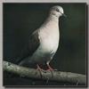 White-tipped Dove (Leptotila verreauxi)