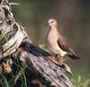 White-tipped Dove (Leptotila verreauxi)