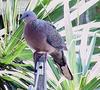 Spotted Dove (Streptopelia chinensis)