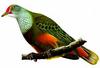 Mariana Fruit-Dove / Totot (Ptilinopus roseicapilla)