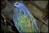 Nicobar Pigeon (Caloenas nicobarica)