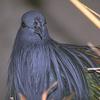 Nicobar Pigeon (Caloenas nicobarica)