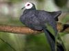 Speckled Pigeon (Columba guinea)