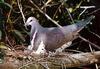 Wonga Pigeon (Leucosarcia melanoleuca)