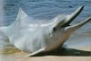 Indo-Pacific Humpback Dolphin (Sousa chinensis)