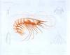 Shrimp