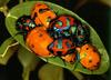 Harlequin Bug