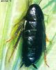 Cockroach (Blattelidae)