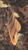 Brown-banded Butterflyfish (Chaetodon modestus)