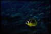 Butterflyfish (Chaetodontidae)