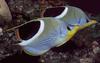 Saddle Butterflyfish (Chaetodon ephippium)