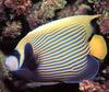 Butterflyfish (Chaetodontidae)