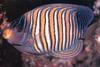 Butterflyfish (Chaetodontidae)