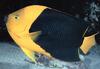 Butterflyfish (Chaetodontidae)