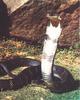 King Cobra (Ophiophagus hannah)