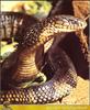 King Cobra (Ophiophagus hannah)