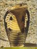 King Cobra (Ophiophagus hannah)