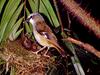 Grey-headed Robin (Heteromyias cinereifrons)