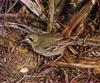 Southern Scrub-robin (Drymodes brunneopygia)