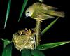 Pale-yellow Robin (Tregellasia capito)