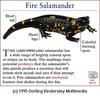 Fire Salamander (Salamandra salamandra)