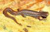 Four-toed Salamander (Hemidactylium scutatum)