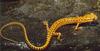 Long-tailed Salamander (Eurycea longicauda)