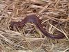 Southern Red-backed Salamander (Plethodon serratus)