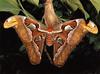 Atlas Moth (Attacus atlas)