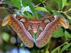 Atlas Moth (Attacus atlas)