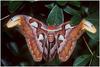 Atlas Moth (Attacus atlas)