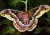 Cecropia Moth (Hyalophora cecropia)