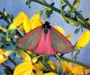 Cinnabar Moth (Tyria jacobaeae)